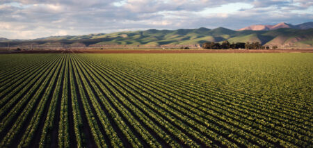 farm field in the springtime